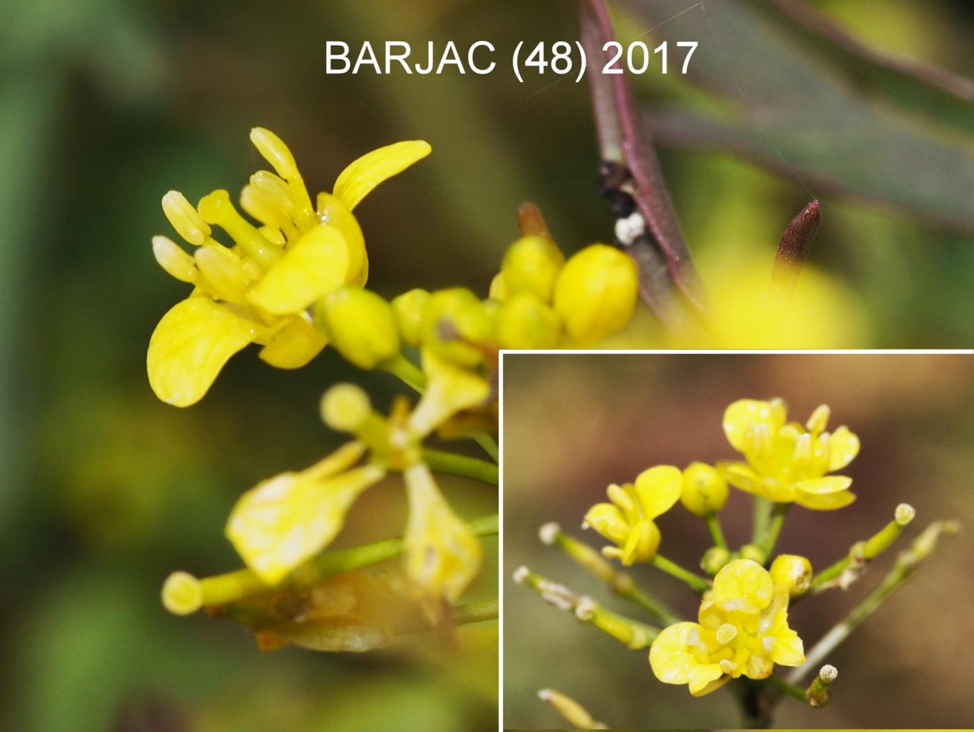 Yellow-cress, (Wood) flower